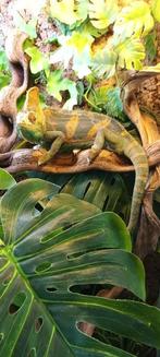 Terrarium, Dieren en Toebehoren, Reptielen en Amfibieën, Overige soorten, Met terrarium, 0 tot 2 jaar