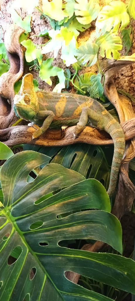 Terrarium, Dieren en Toebehoren, Reptielen en Amfibieën, Overige soorten, 0 tot 2 jaar, Met terrarium, Tam