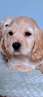 Engelse cockerspaniel x Boomer cockapoo pups, Dieren en Toebehoren, Overige rassen, 8 tot 15 weken, CDV (hondenziekte), Meerdere