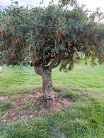Pyracantha, vuurdoorn boompje., Tuin en Terras, Ophalen, Halfschaduw, Overige soorten, Lente