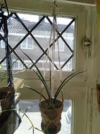 Sanseveria in terracotta pot met plantenhanger, Ophalen, Overige soorten, Minder dan 100 cm