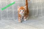 🐾 100 %Maine Coon Kittens Zoeken Liefdevolle huisjes 🐾, Meerdere dieren, Ontwormd, 0 tot 2 jaar