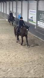 Verzorger/Bijrijder aangeboden!, Ophalen, Gebruikt