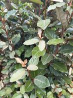 Leivorm olijfwilg eleagnus 180 stam, vol rek! Groenblijvend, Ophalen, Laurier, 100 tot 250 cm