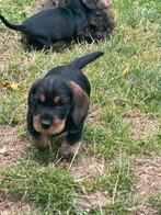 Ruwhaar Teckel Pups van  Dierenarts., Dieren en Toebehoren, Honden | Teckels en Dashonden, Standaard, CDV (hondenziekte), 8 tot 15 weken