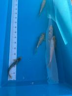 Koi karpers te koop, Dieren en Toebehoren, Vissen | Vijvervissen, Karper of Koi