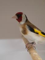 1-1 Major putters, Meerdere dieren, Wildzangvogel, Geringd