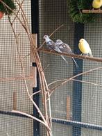 Bonte diamantduiven, Dieren en Toebehoren, Vogels | Overige Vogels, Meerdere dieren, Geringd