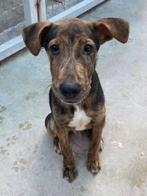 ACE: Ronaldinho is een heerlijke knuffelbeer!, Particulier, 15 weken tot 1 jaar, Reu, Buitenland