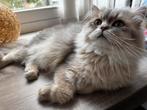 Mooie Ragdoll kater 15  maanden – stamboom (moederlijn), Dieren en Toebehoren, Katten en Kittens | Raskatten | Korthaar, Kater