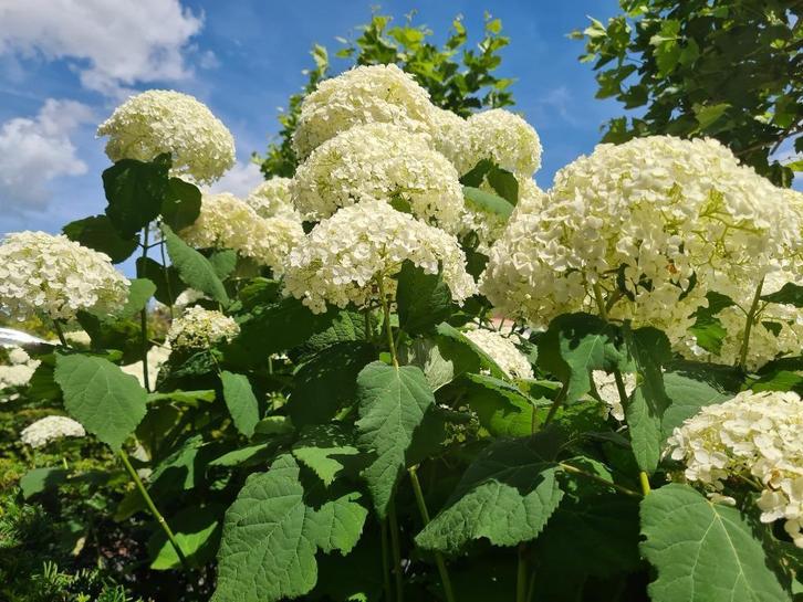 Hortensia Annabelle, Tuin en Terras, Planten | Struiken en Hagen, Struik, Hortensia, Minder dan 100 cm, Ophalen of Verzenden