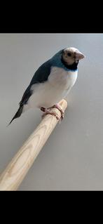 Koppel blauwe gouldamadines, kweekklaar,geringd, Dieren en Toebehoren, Meerdere dieren, Geringd