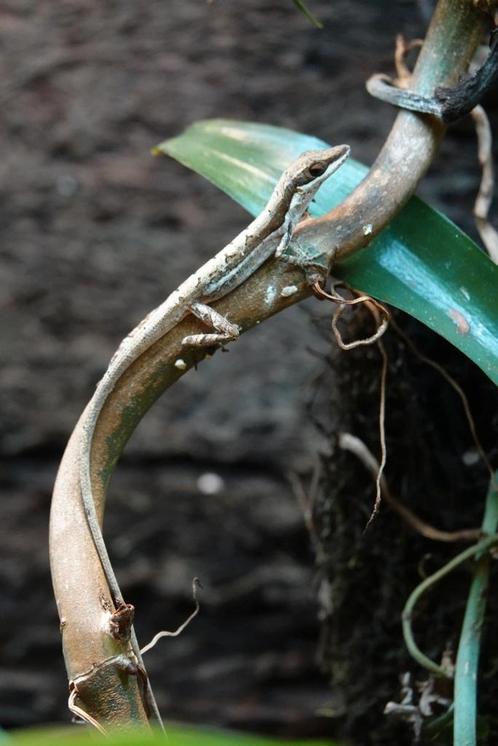 Mini Anolis - Anolis semilineatus, Dieren en Toebehoren, Reptielen en Amfibieën, Hagedis