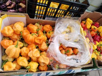 Surinaamse groente  beschikbaar voor biedingen