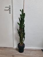 Grote Opuntia Cactus in Pot, Huis en Inrichting, Kamerplanten, Ophalen, Minder dan 100 cm, Volle zon, In pot