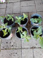 Tuinboon stekjes (3x wit) klaar om buiten uit te planten, Tuin en Terras, Planten | Fruitbomen, Volle zon, Minder dan 100 cm, Ophalen of Verzenden