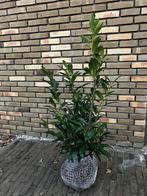 Laurier (Prunus Caucasica), Ophalen of Verzenden, Laurier, Haag, Minder dan 100 cm
