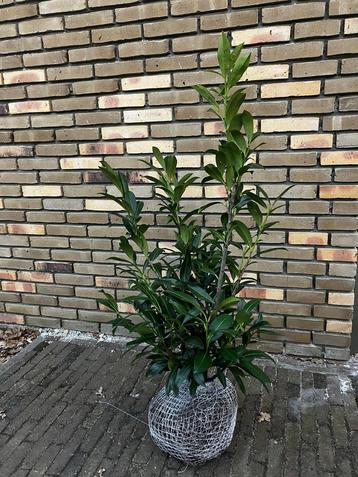 Laurier (Prunus Caucasica) beschikbaar voor biedingen