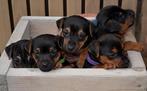 Prachtige lieve black and tan Jack Russel pups, Dieren en Toebehoren, Honden | Jack Russells en Terriërs, Rabiës (hondsdolheid)