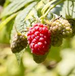 Biologische rode zomer framboos - Rubus idaeus Tulameen, Ophalen, Volle zon, Vaste plant, Fruitplanten