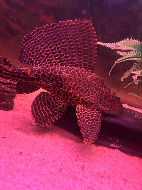 XXL zeilvis Pleco / Meerval, Dieren en Toebehoren, Vissen | Aquariumvissen