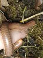 Spirostreptus/ Afrikaanse Olijfmiljoenpoot, Dieren en Toebehoren, Insecten en Spinnen, Overige soorten