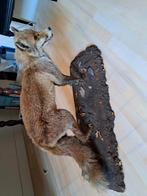 opgezette vos, Verzamelen, Dierenverzamelingen, Ophalen of Verzenden, Zo goed als nieuw