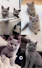 Britse korthaar kittens, Dieren en Toebehoren, Katten en Kittens | Raskatten | Korthaar, Kater