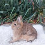 Kleurdwerg, Dieren en Toebehoren, Konijnen, Vrouwelijk, Dwerg