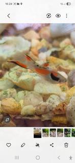 Mooie Endler guppen, Dieren en Toebehoren, Vis