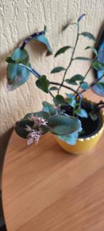 Tradescantia, Huis en Inrichting, Kamerplanten, Ophalen, Halfschaduw, Minder dan 100 cm