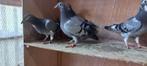 jonge duiven uit de kwekers en betere vliegers, Meerdere dieren, Postduif