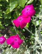 Bio Prikneus Lychnis Coronaria koekoeksbloem stekjes zaden1, Ophalen of Verzenden, Gehele jaar, Volle zon, Zaad