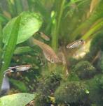 Gratis - Endler guppen, Dieren en Toebehoren, Vissen | Aquariumvissen, Vis