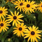 Rudbeckia Goldsturm | Zonnehoed | Chemievrij, Overige soorten, Volle zon, Vaste plant, Ophalen of Verzenden