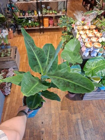 Bananenplant - actie! beschikbaar voor biedingen