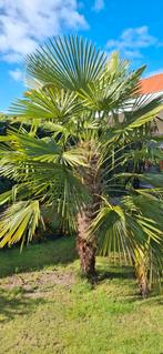Palmboom 2,5m, Ophalen, Zweefparasol