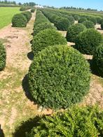 Taxus bol leverbaar tot 200 cm, prijs vanaf euro 40,-., Tuin en Terras, Ophalen of Verzenden, Taxus, Struik, 100 tot 250 cm