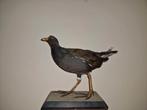 Opgezette Waterhoen (taxidermi), Ophalen of Verzenden, Zo goed als nieuw, Vogel, Opgezet dier