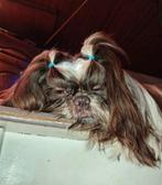 VERWACHT Shih Tzu puppys met stamboom & DNA testen, Particulier, Rabiës (hondsdolheid), 15 weken tot 1 jaar, Buitenland