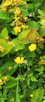 Veel kleurige planten in pot, Ophalen, Zomer, Overige soorten, Volle zon