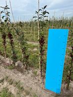 Malus Mokum - Sierappelboom, Tuin en Terras, Planten | Bomen, Overige soorten, Lente, 100 tot 250 cm, Ophalen