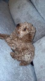 Toy poedel pup, November, Mannelijk