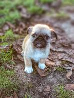 schattige kruising mops/chihuahua pupjes te koop, Dieren en Toebehoren, België, CDV (hondenziekte), 8 tot 15 weken, Meerdere