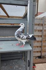 Verbasterde pauwstaart pieper, Dieren en Toebehoren, Mannelijk, Overige soorten