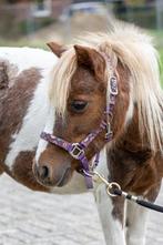 AMHA / BMP Merrie, Merrie, A pony (tot 1.17m), Gechipt
