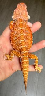 Hypo red-orange baardagaam vrouw jonkie, Hagedis, 0 tot 2 jaar