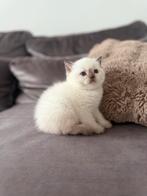 Raszuivere Britse korthaar kittens, Dieren en Toebehoren, Katten en Kittens | Raskatten | Korthaar, Meerdere dieren, Ontwormd