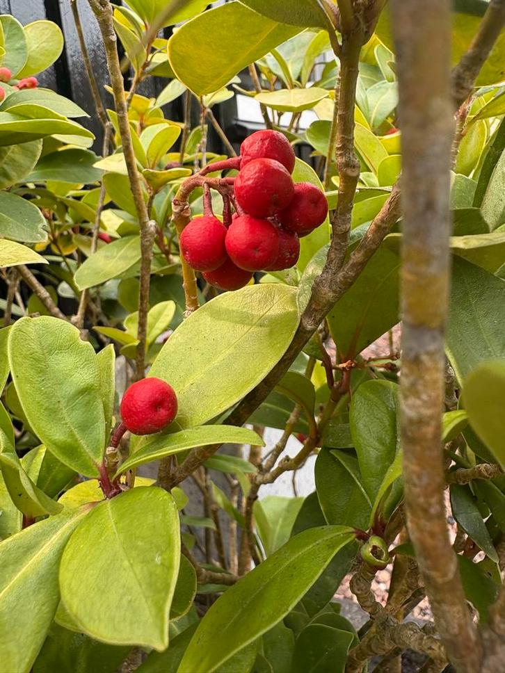 Koraalbes, Koraalstruik (Ardicia crenata) - Ruilen, Tuin en Terras, Planten | Tuinplanten, Vaste plant, Overige soorten, Halfschaduw