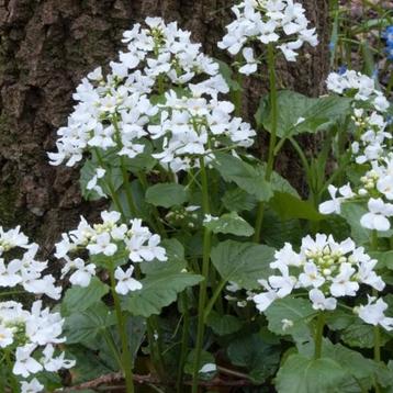 Pachyphragma macrophyllum, Kaukasische look  beschikbaar voor biedingen